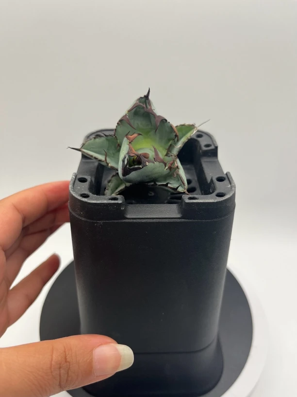 龙舌兰仁王冠蓝鲸顶芽量拍