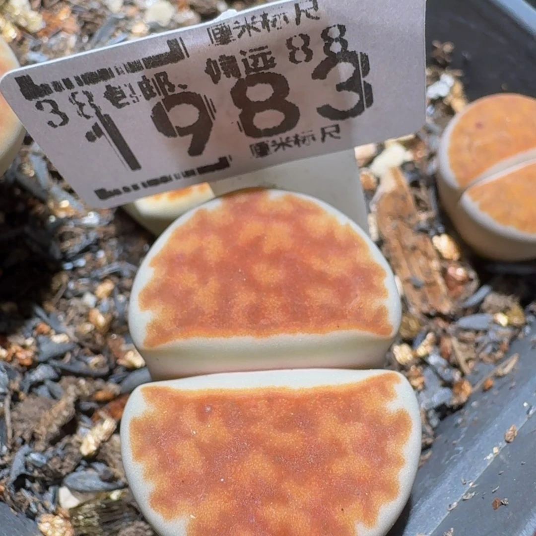 zzzz精品生石花肉锥1983冰橙