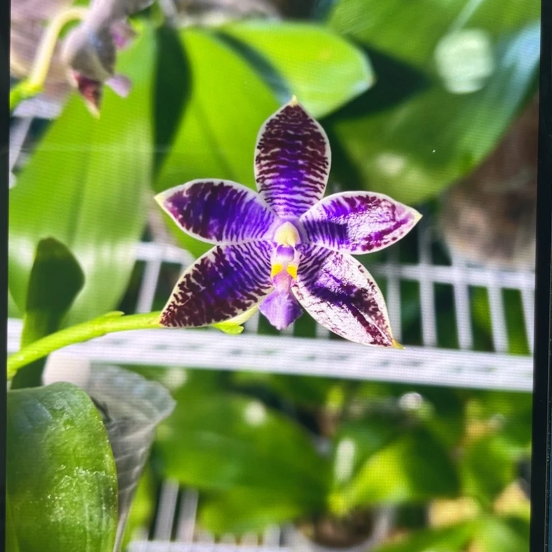 当前无花栽培后可以开花GV路德，2.5杯苗1棵