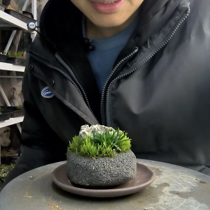 c****i小盆景小植物一物一拍24