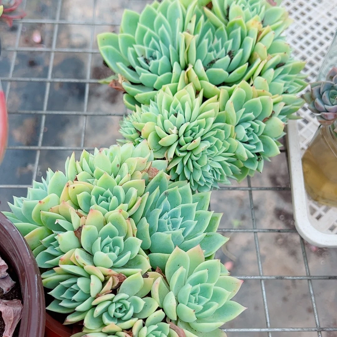 三色堇多头造型精控二盆