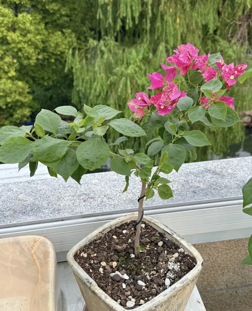 等你【39.8三角梅】1加仑盆室内室外种植好养易活爬藤盆栽花卉