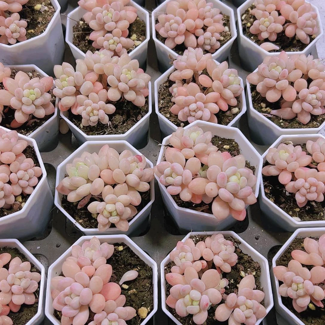 洛可可群半土发货