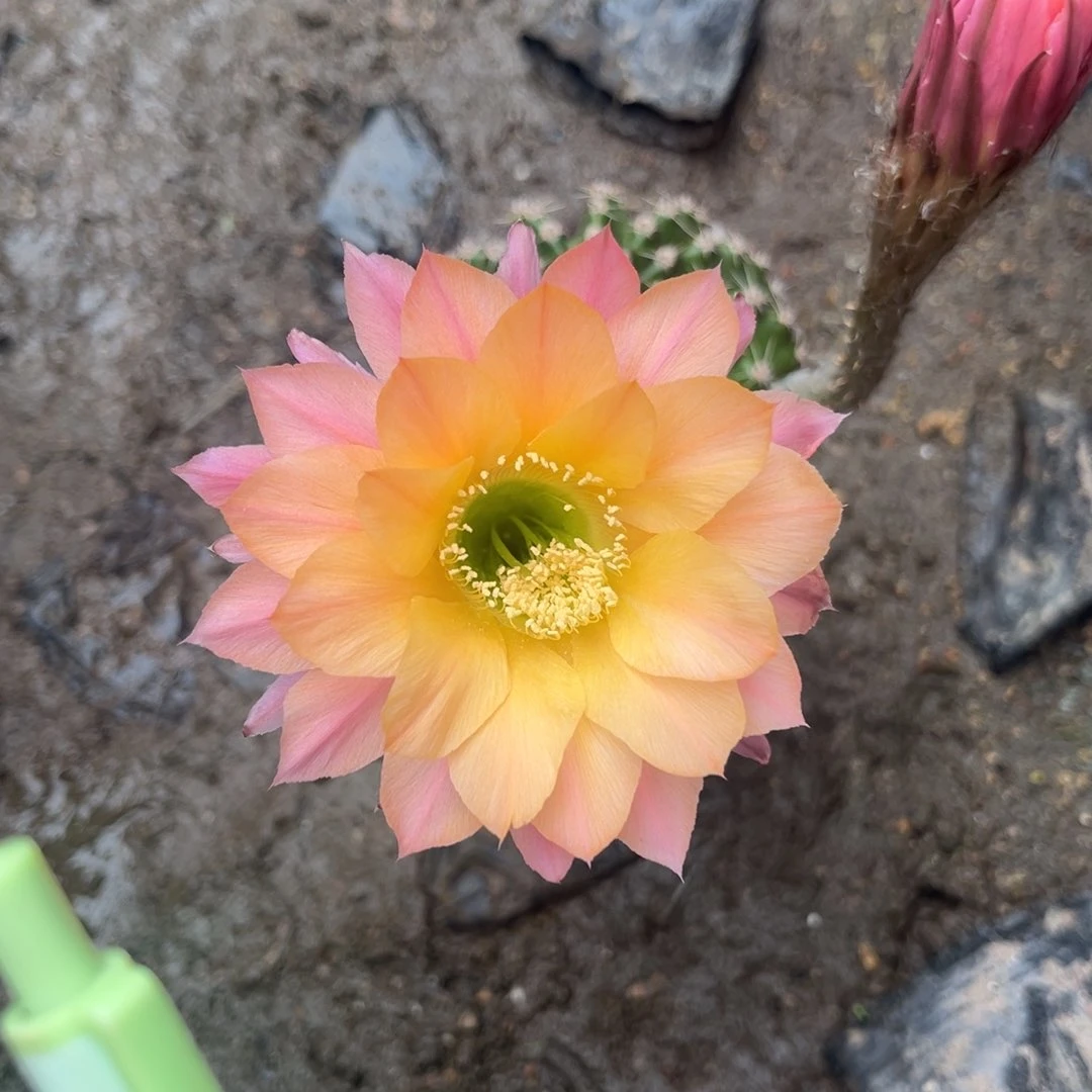 吃****?实生黑金刚仙人球