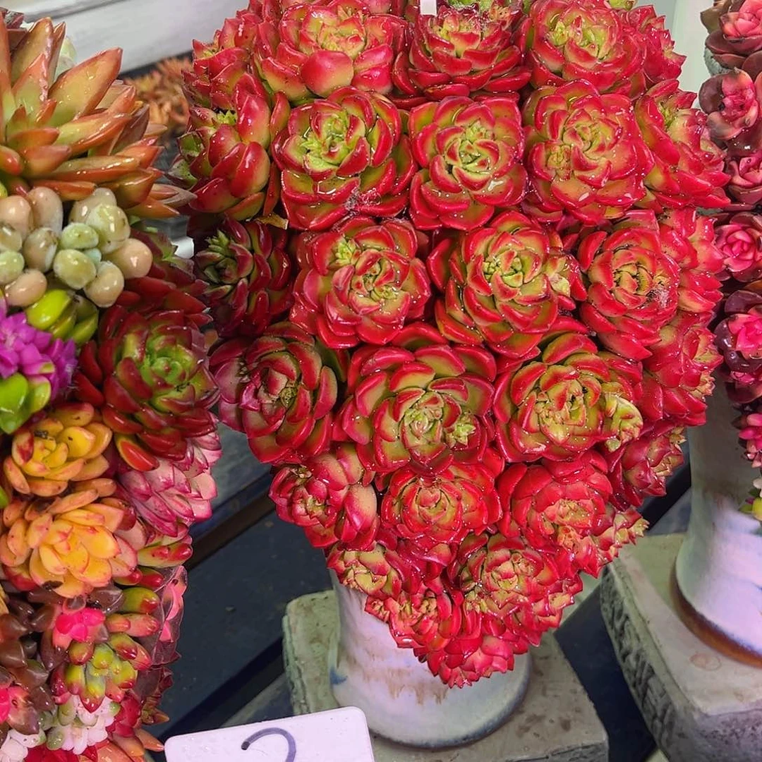 成品懒人彩色盆景