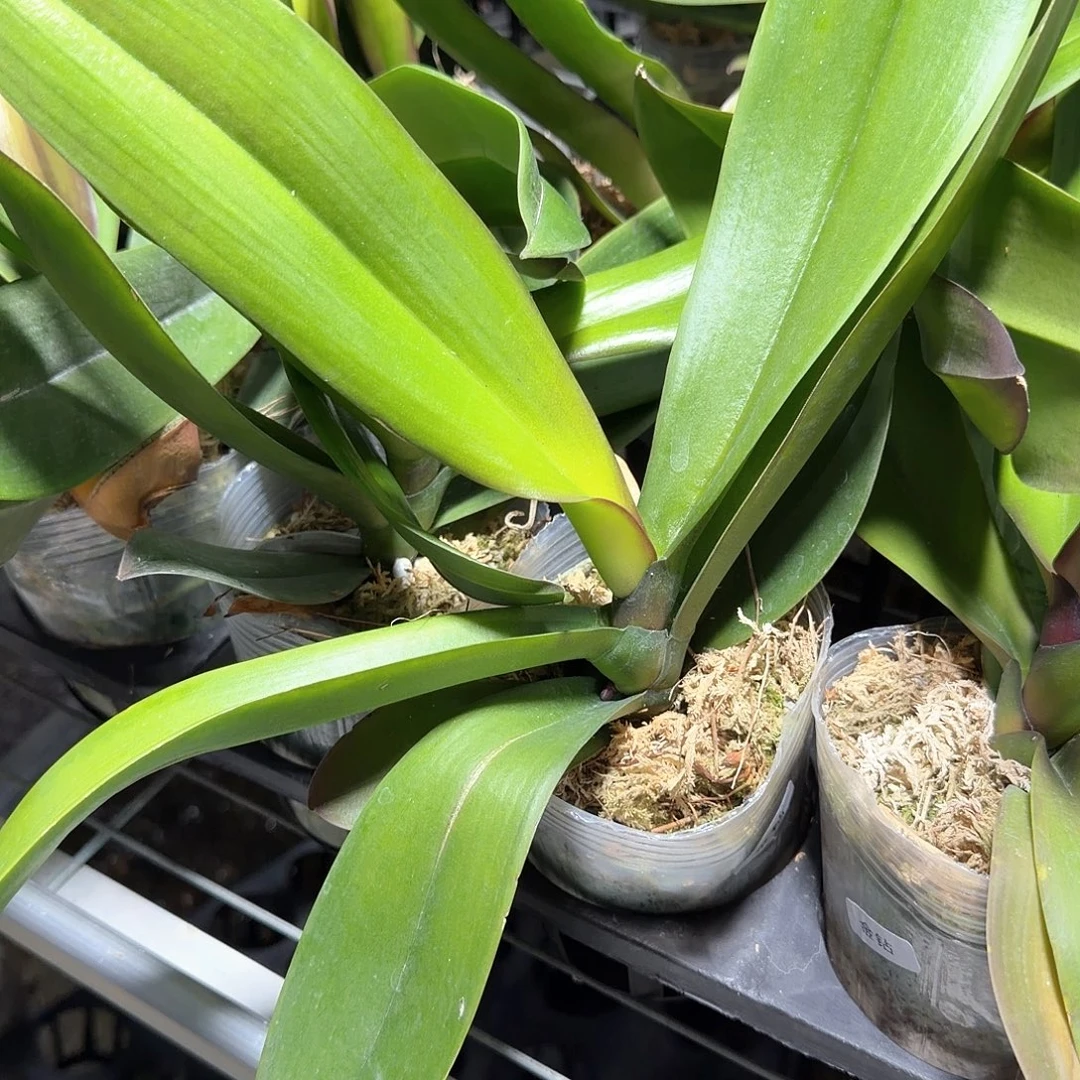 无花朵3.5寸金钻带梗