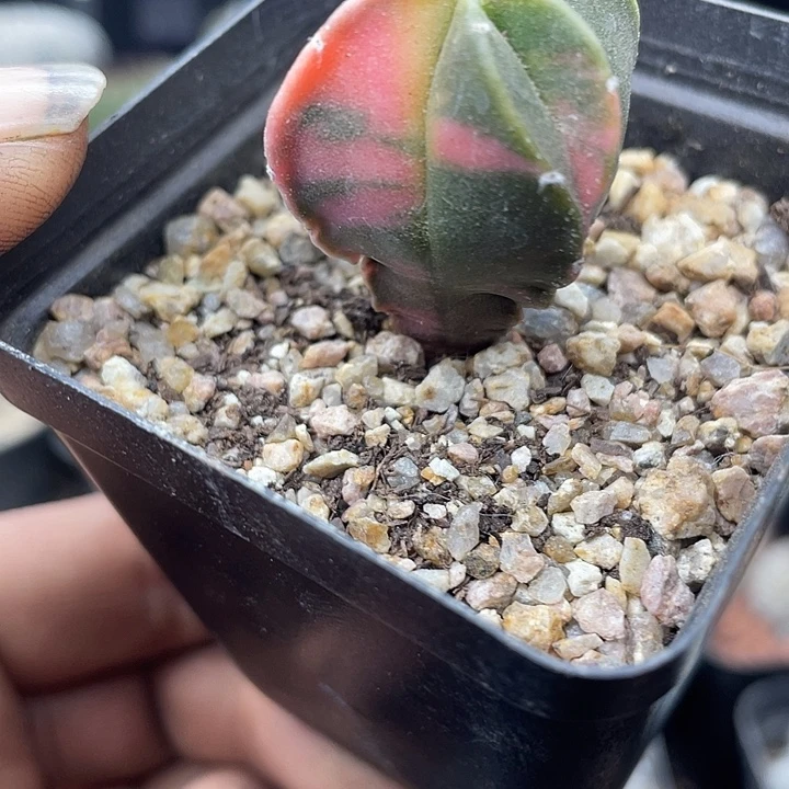 实生鸾凤玉锦一颗包邮