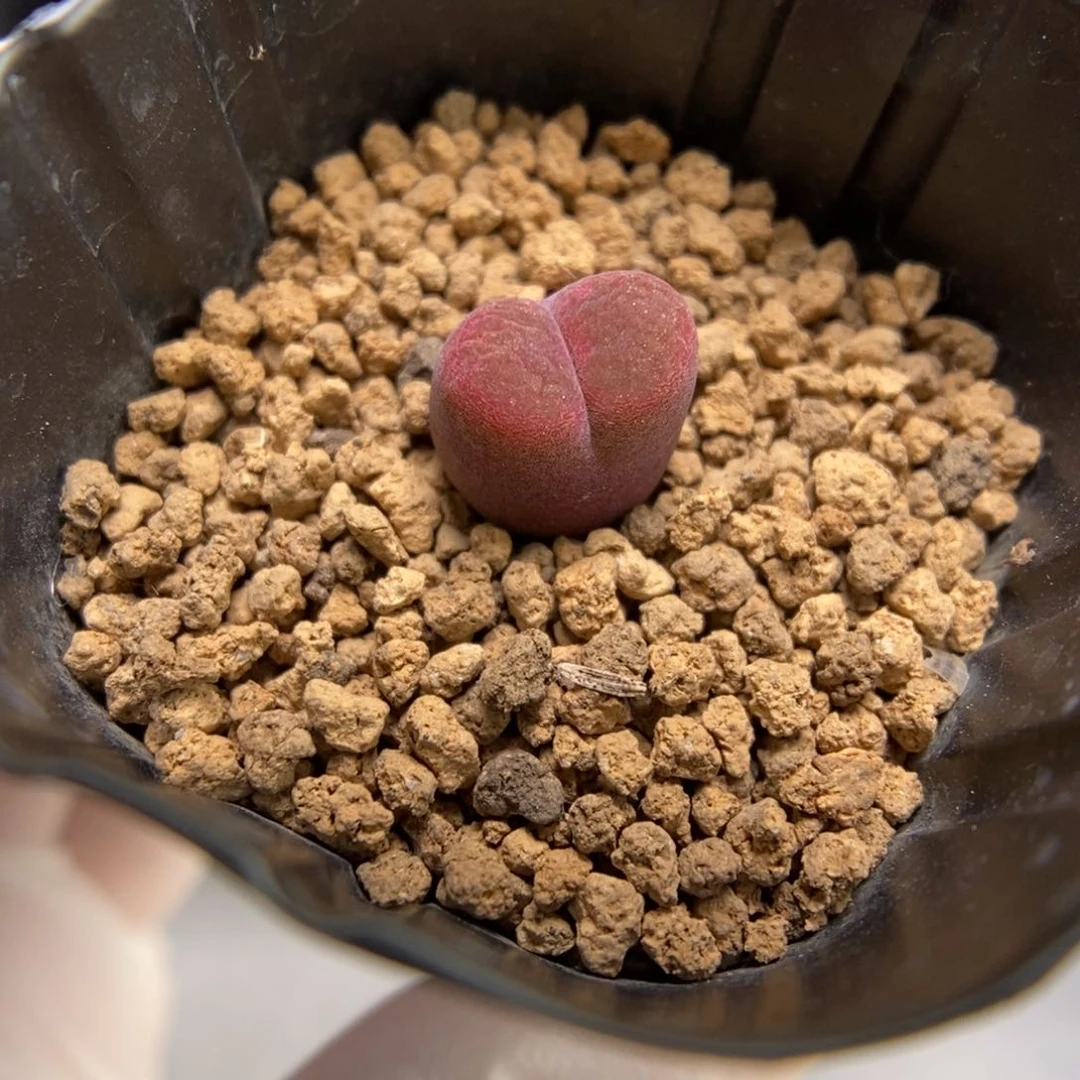 多肉植物肉锥杂交K-020 风毛