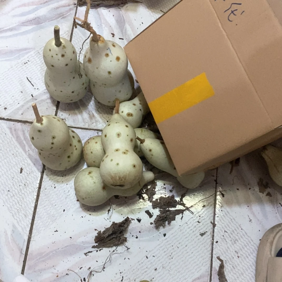 年**4文玩葫芦青皮葫芦
