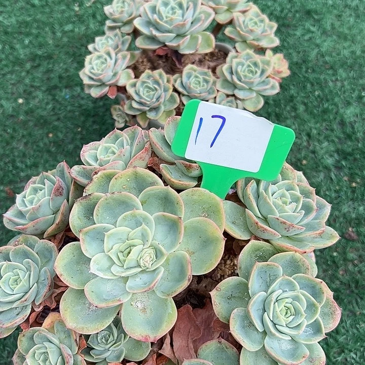 17哈迷一个脱土多肉