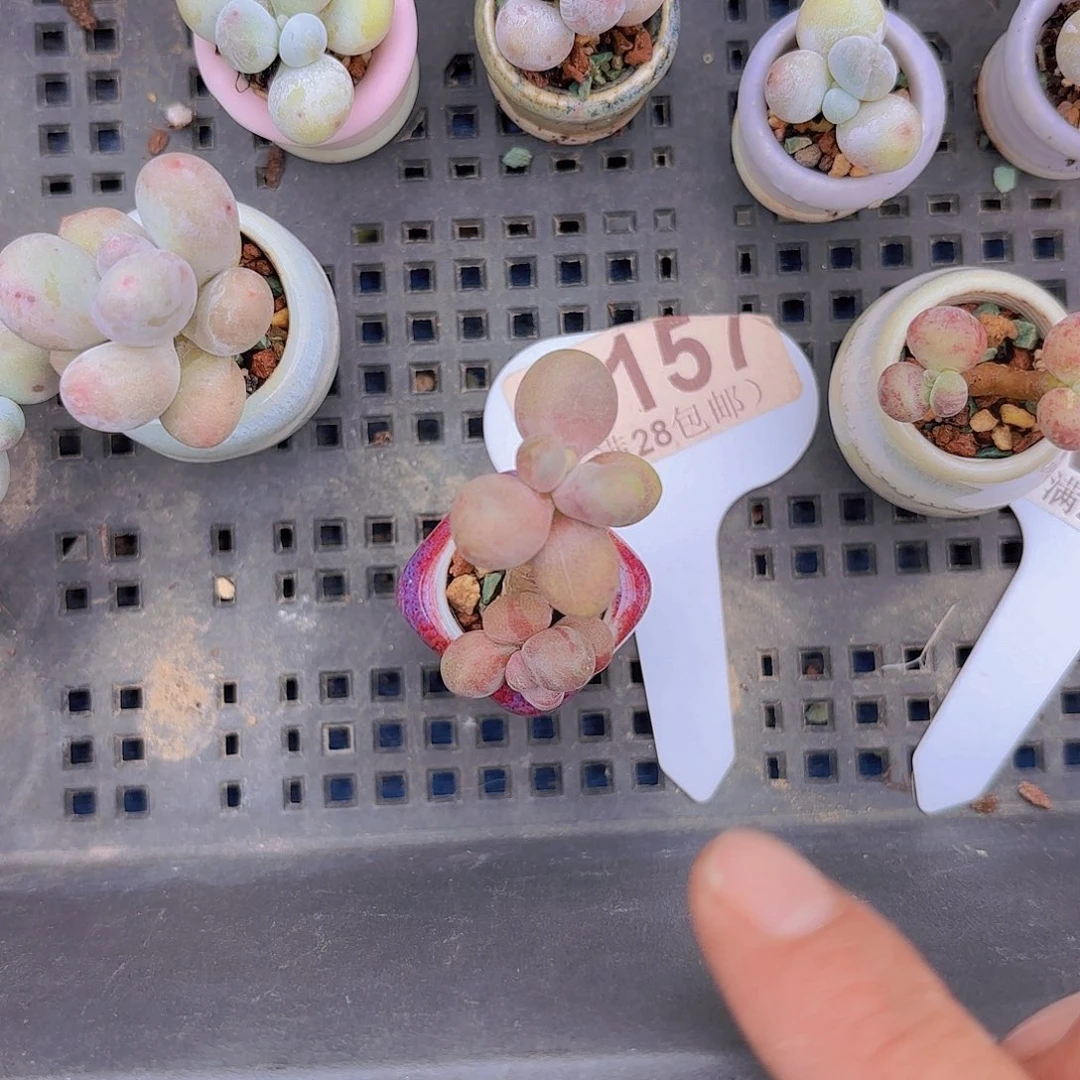 C157糖果美人一物一拍