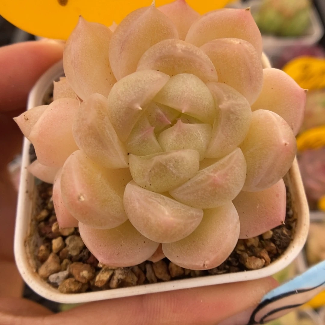 财富密码可拍4215号