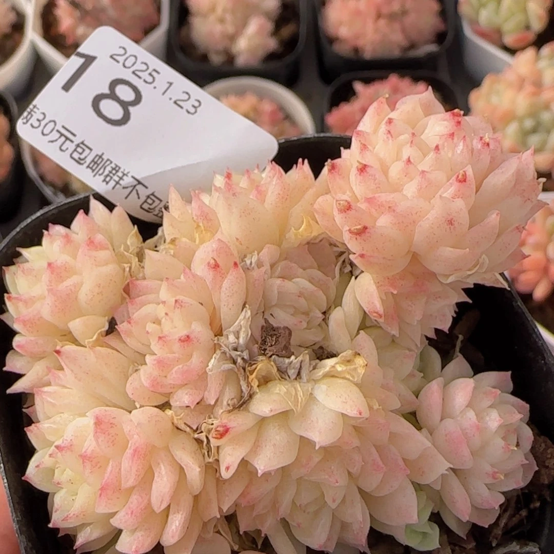 麦秆群一颗脱土一颗