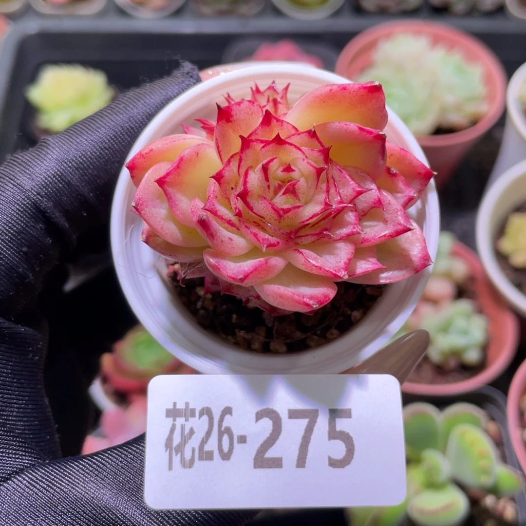 花利美26-275麦秆