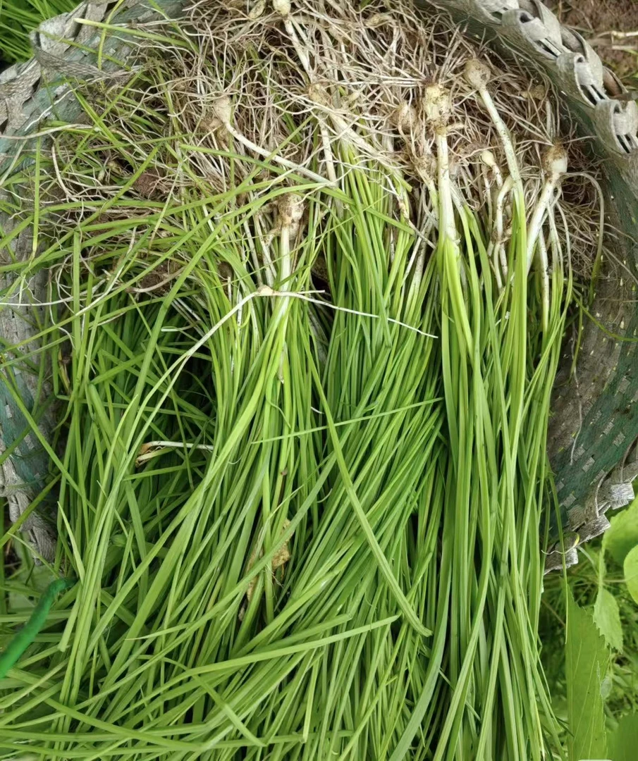 葱蒜系列野葱——自种农产品
