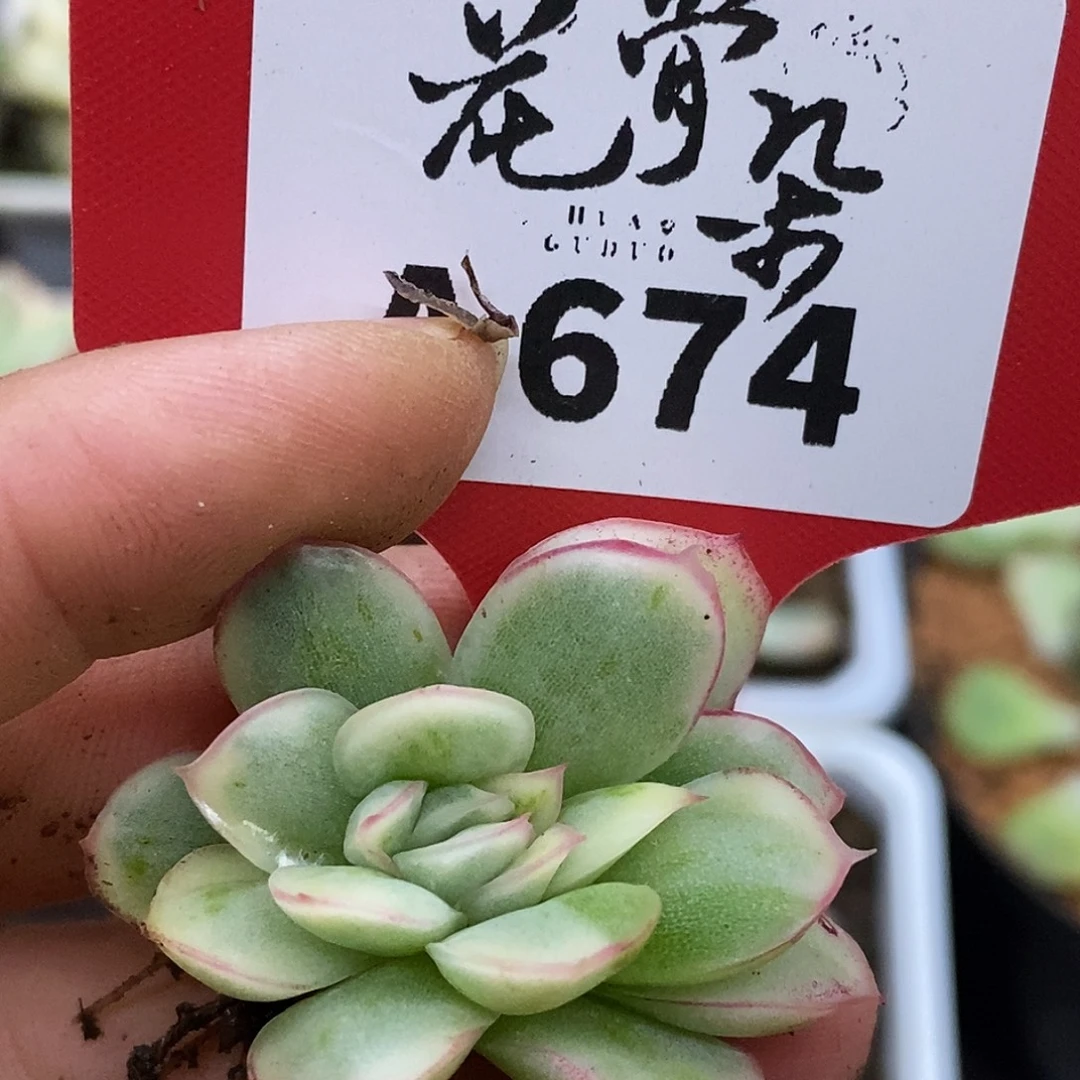 674哈哈哈哈哈哈哈