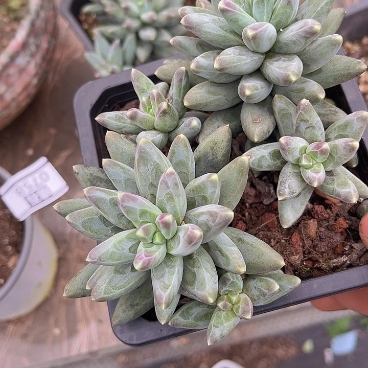 凤羽09186多肉植物