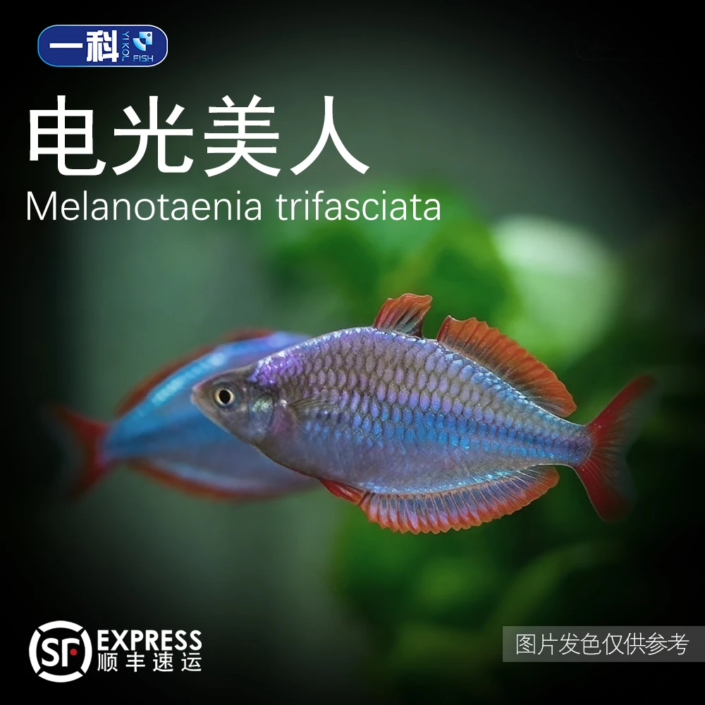 刚果美人电光美人鱼等小型热带观赏鱼淡水草缸群游耐活
