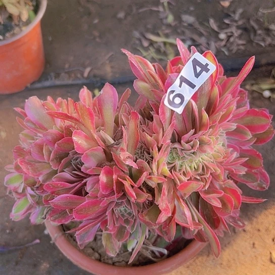 开***＇多肉植物一个