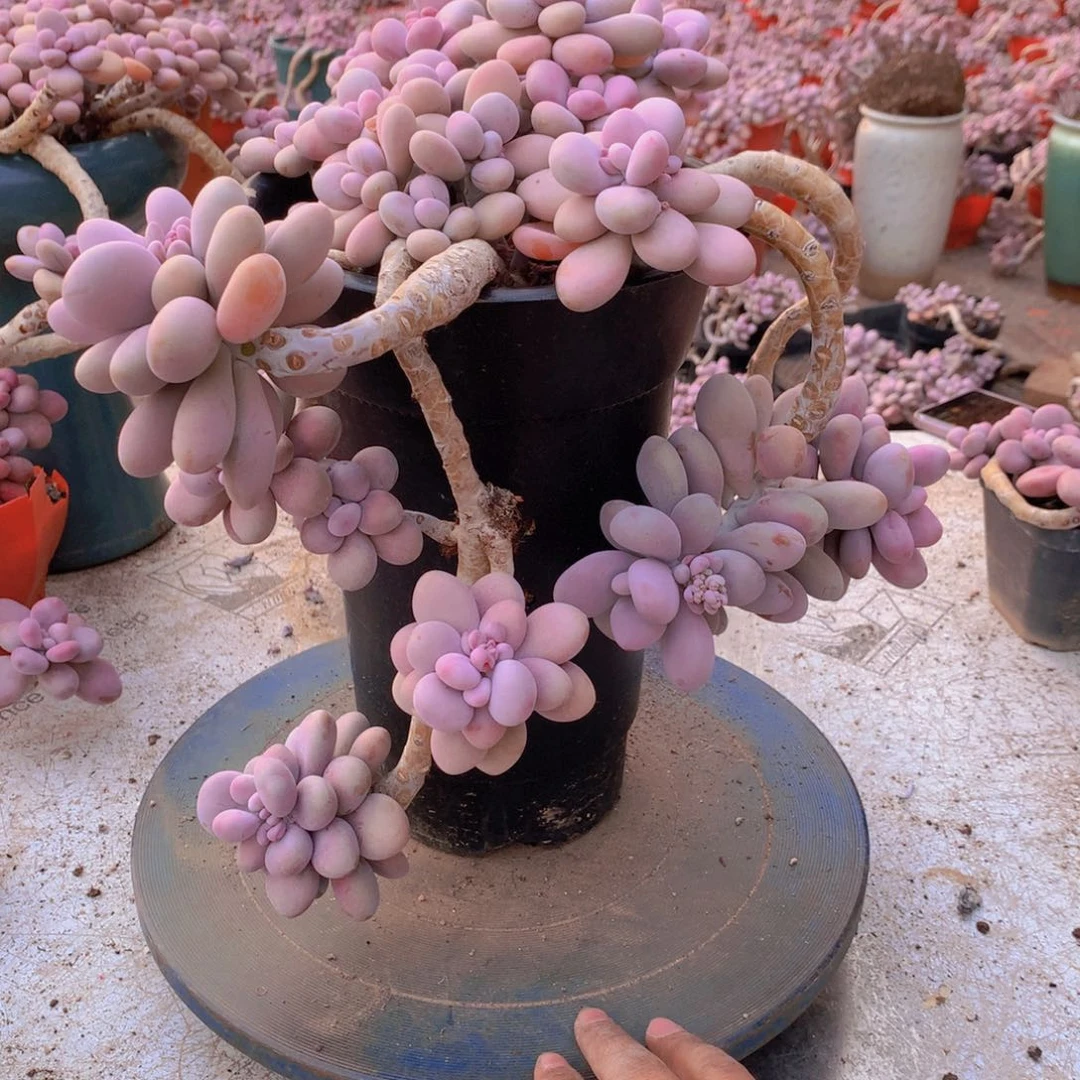 40一物一拍桃蛋老桩