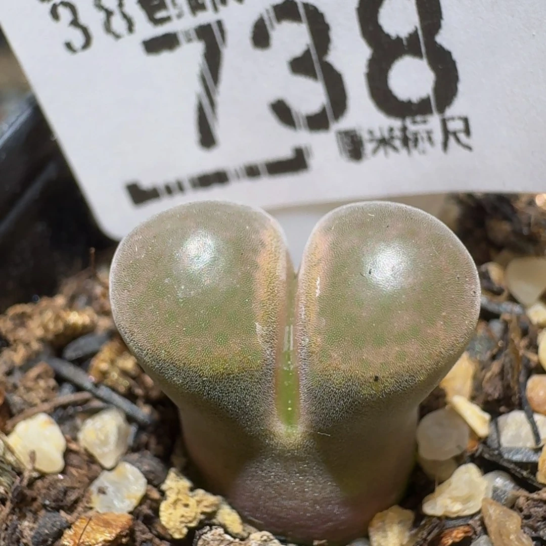 zzzz精品生石花738