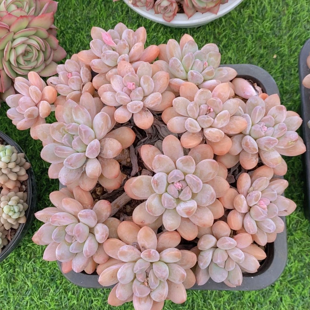 香玉 一物一拍 多肉