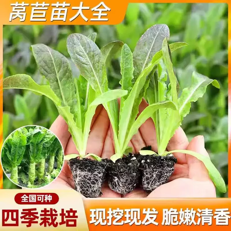 青皮绿肉莴苣苗红皮莴笋苗高产耐寒秋冬季蔬菜苗