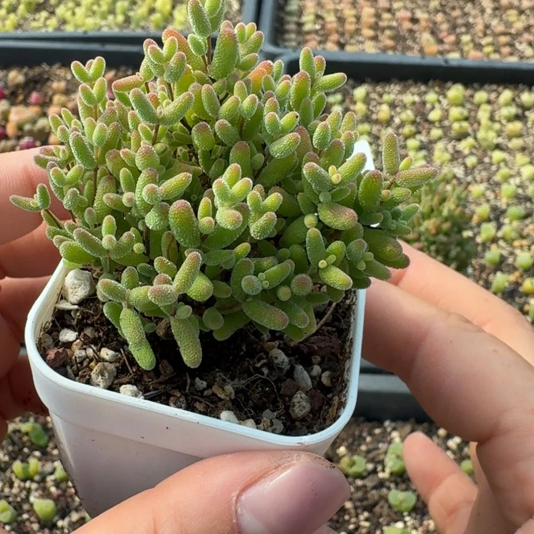 1067我哭哭哭咯我小心翼翼