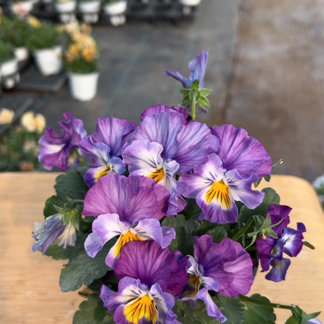 红陶抖音直播间闪拍18