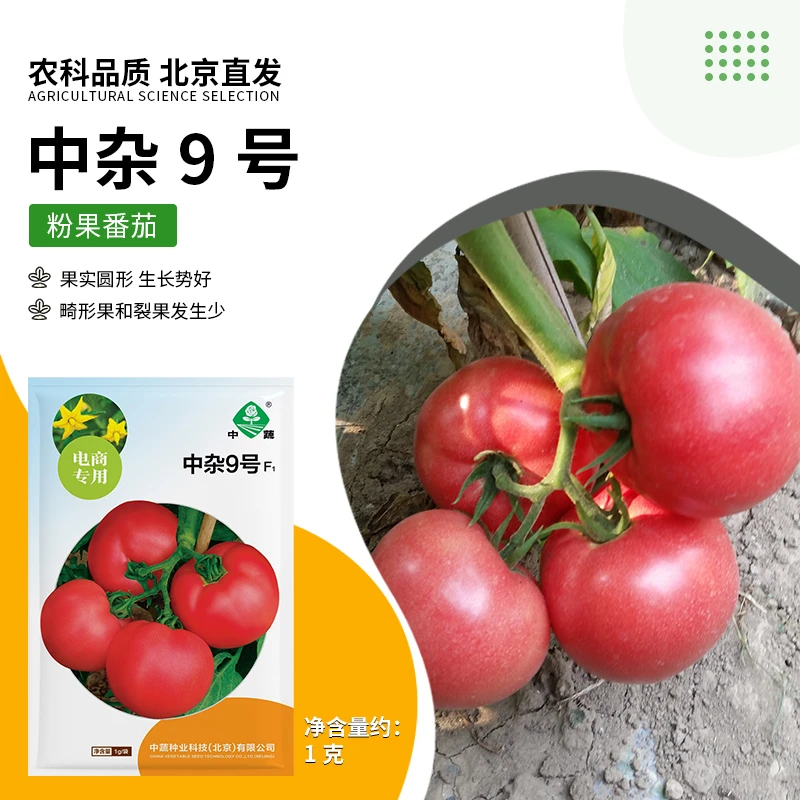 【农科院】沙瓤番茄种子春季露地大西红柿种子粉红大果阳台盆栽简单