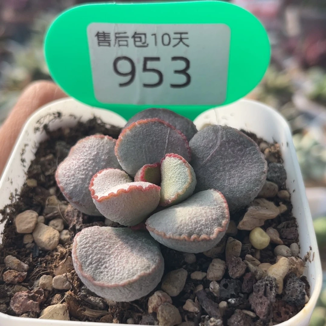      硬叶白蛋。 953。   