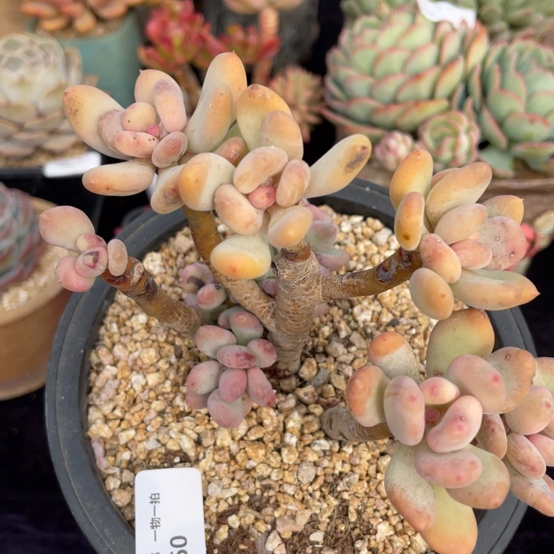 460三日月美人多肉植物