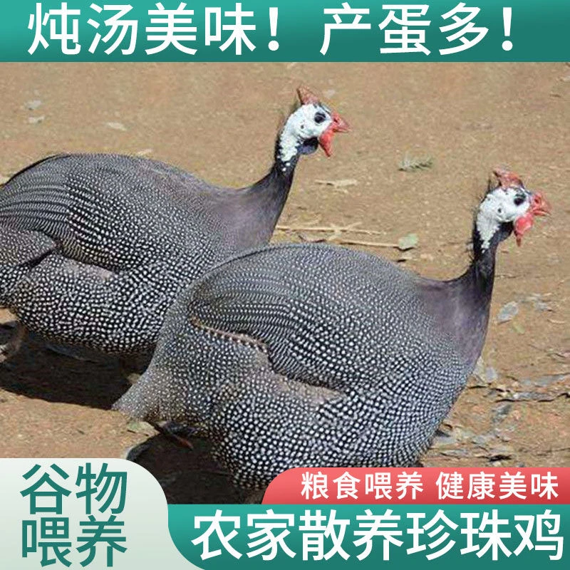 【买一送二】珍珠鸡 宠物鸡珍珠鸟 单只2斤左右 顺丰送到家 XF