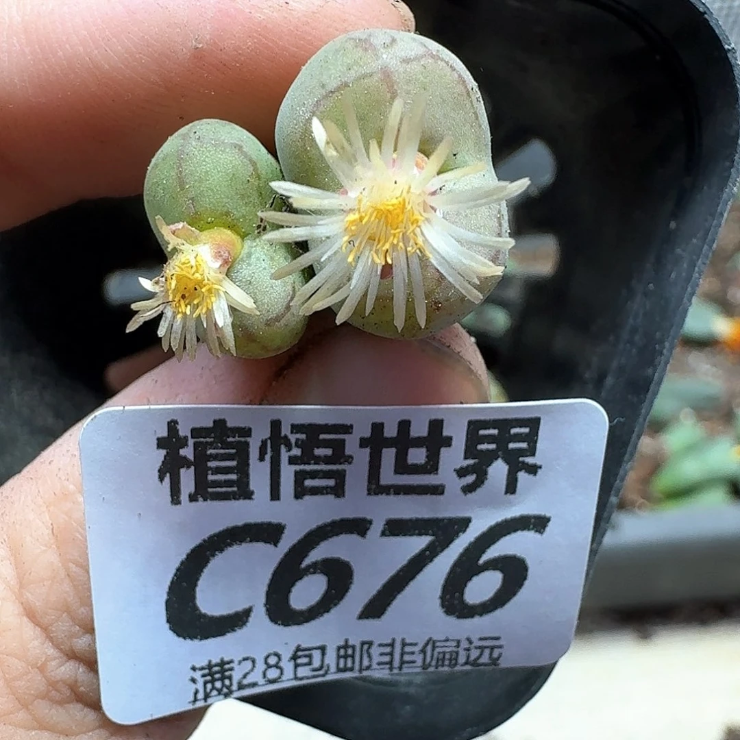 多肉植物的润泽fhn