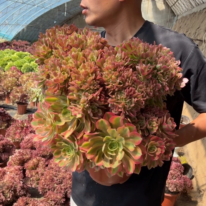 香妃缀化好看好养好看
