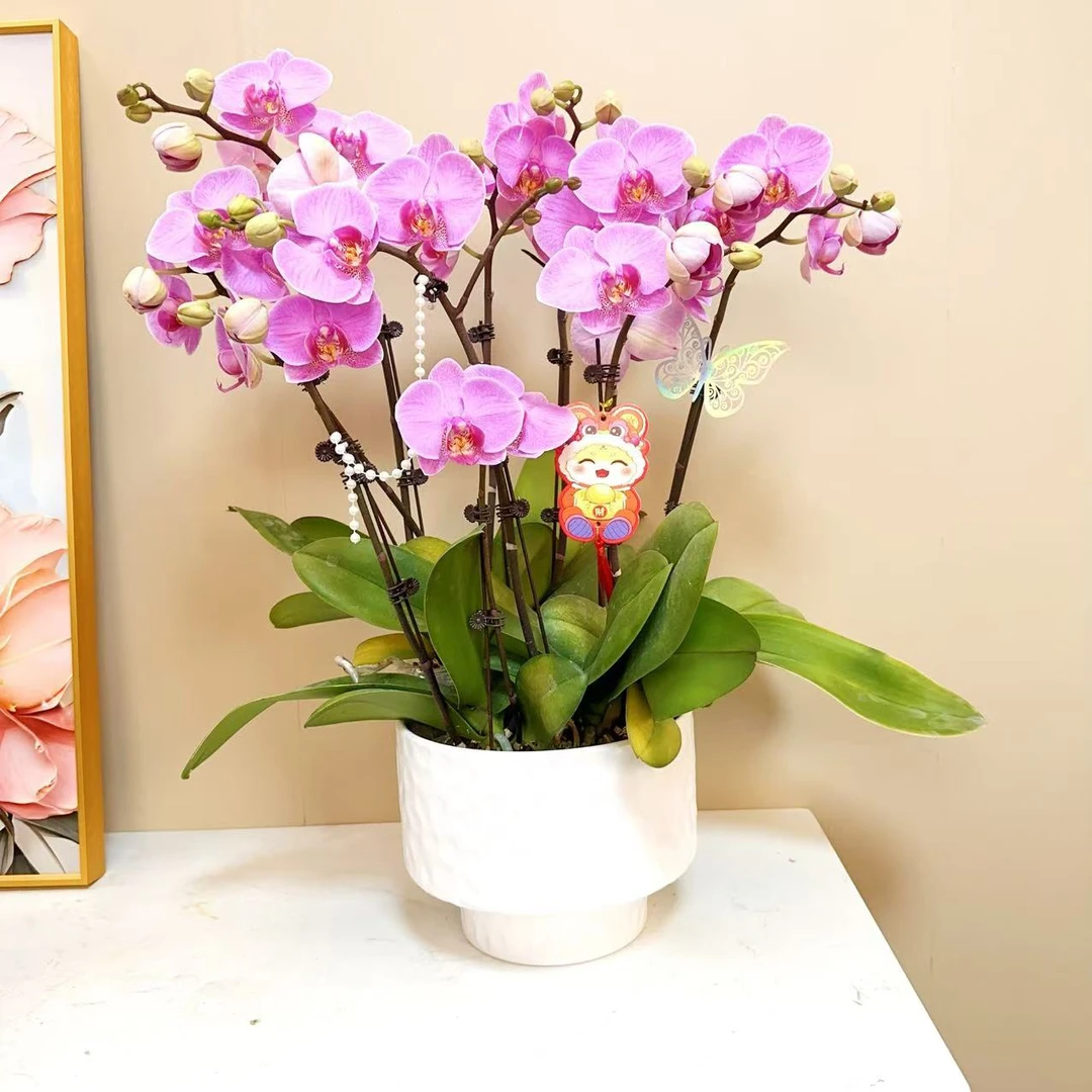 A级【紫蝶粉】精品 蝴蝶兰