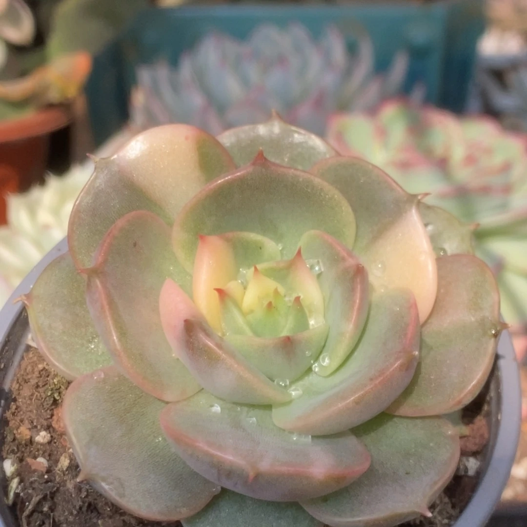 563贝加尔湖锦锦锦锦锦锦