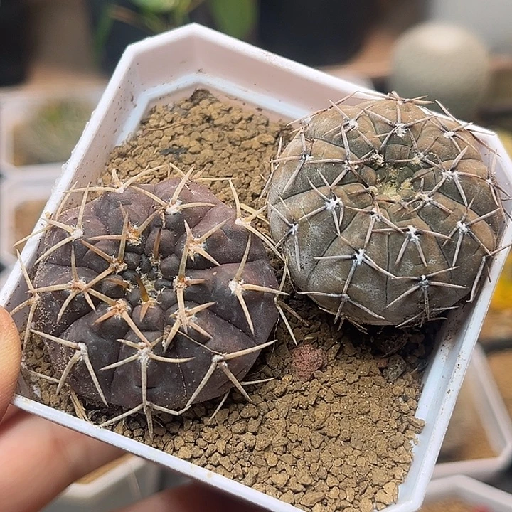 无花朵选拔紫肌裸萼实生球2颗