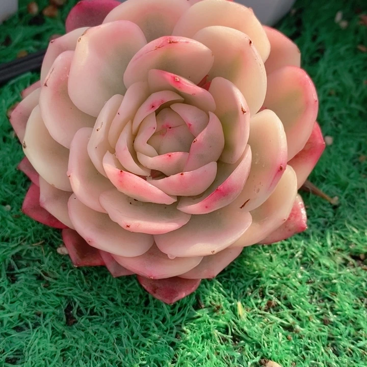 粉水晶锦捧花多肉锦