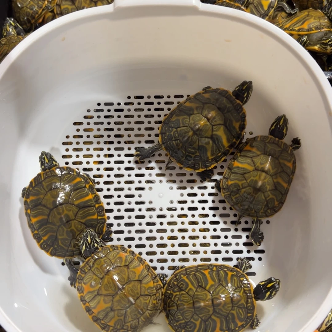 火焰龟母全品火焰5只