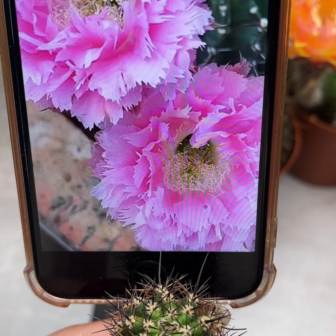 彩草3号羽毛测芽2.5公分左右