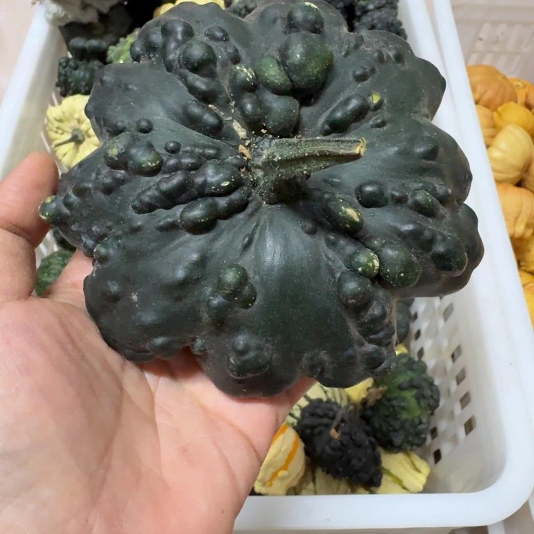 *****青皮葫芦不退不换