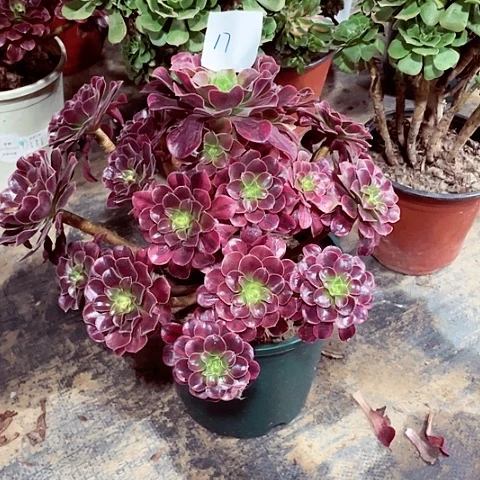 美杜莎多肉法师17号