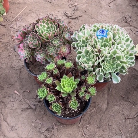 084多肉植物组合，