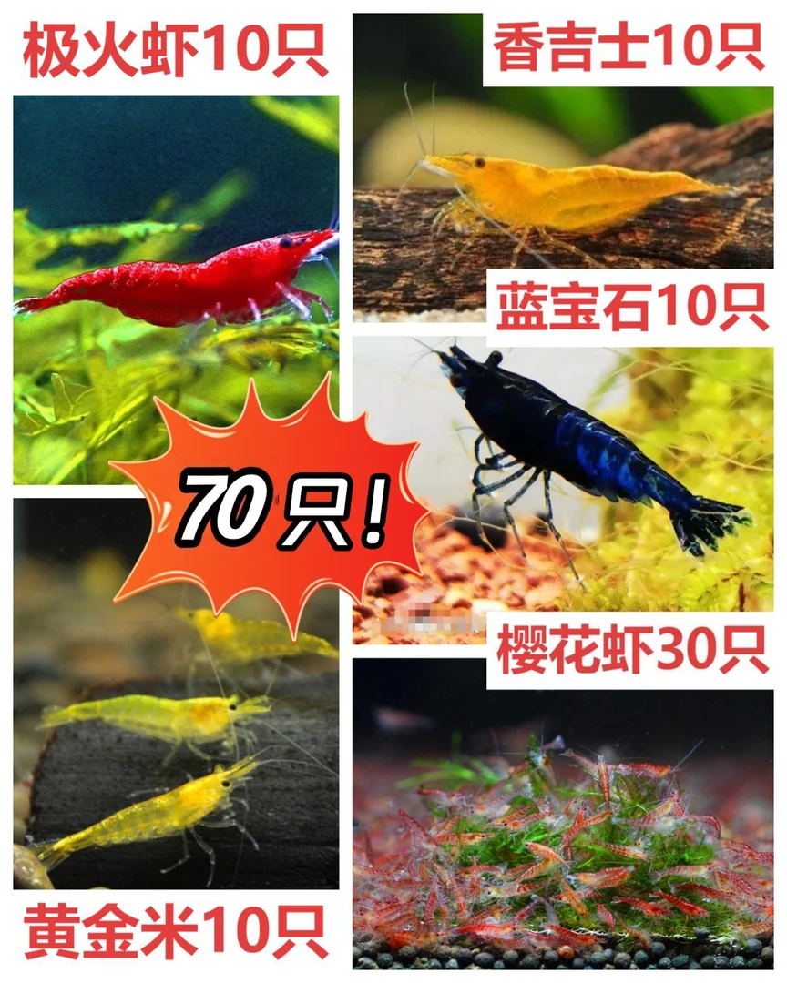 观赏虾淡水耐活七彩混色米虾水草清洁带卵除藻黑壳宠物虾极火繁殖
