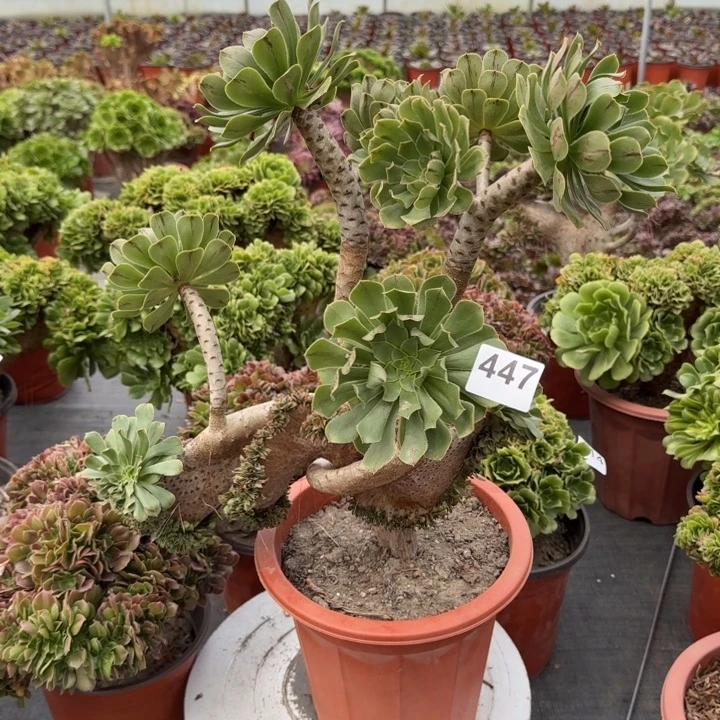 用***3多肉植物原始缀447