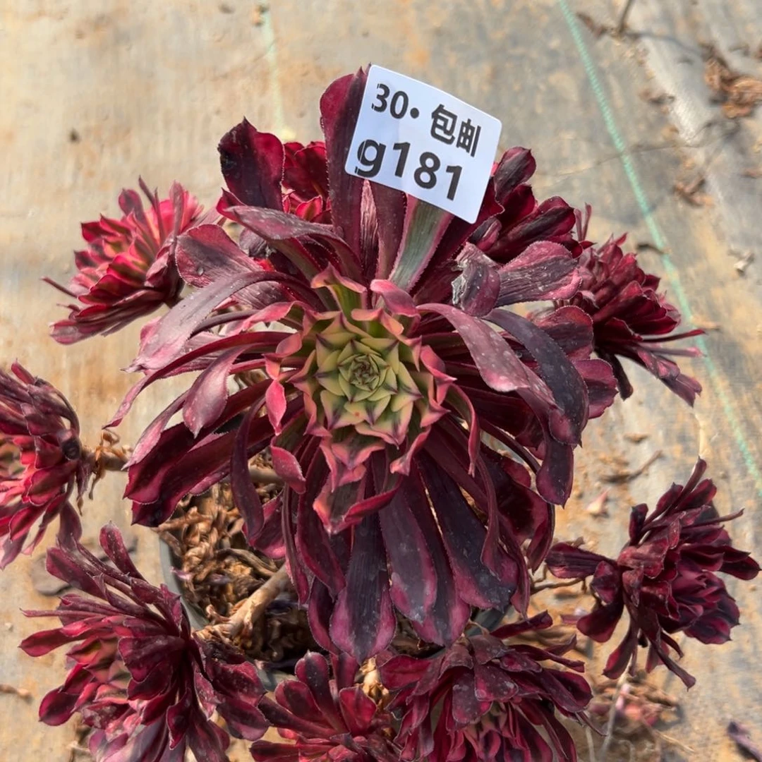 181 多肉法师，红铜白