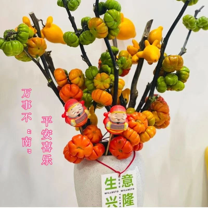 云南小南瓜鲜花水培好养适合室内高端装饰观赏