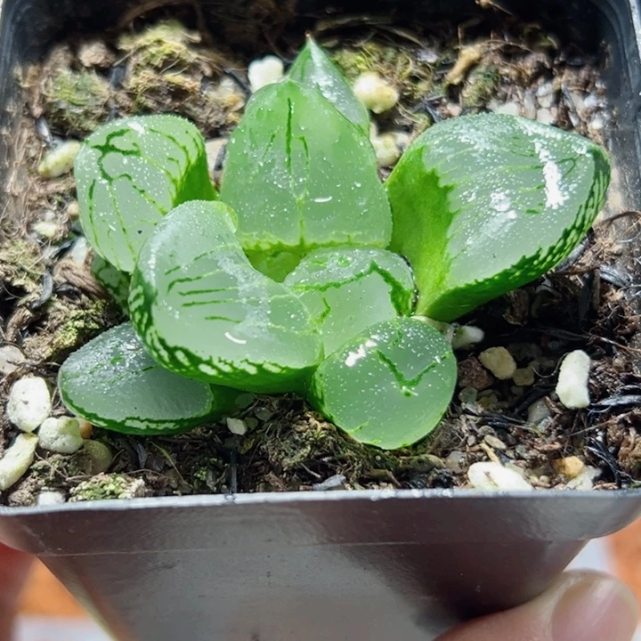 十二卷多肉虞美人