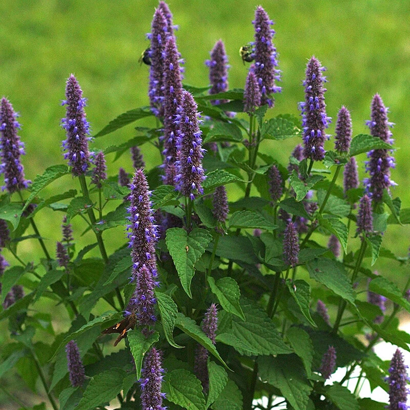 藿香种子多年生合香山茴香土苍告香草药种籽室内外阳台盆栽春秋播